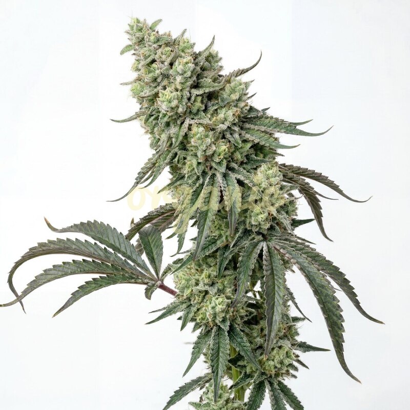 Diesel King feminized marijuana seeds