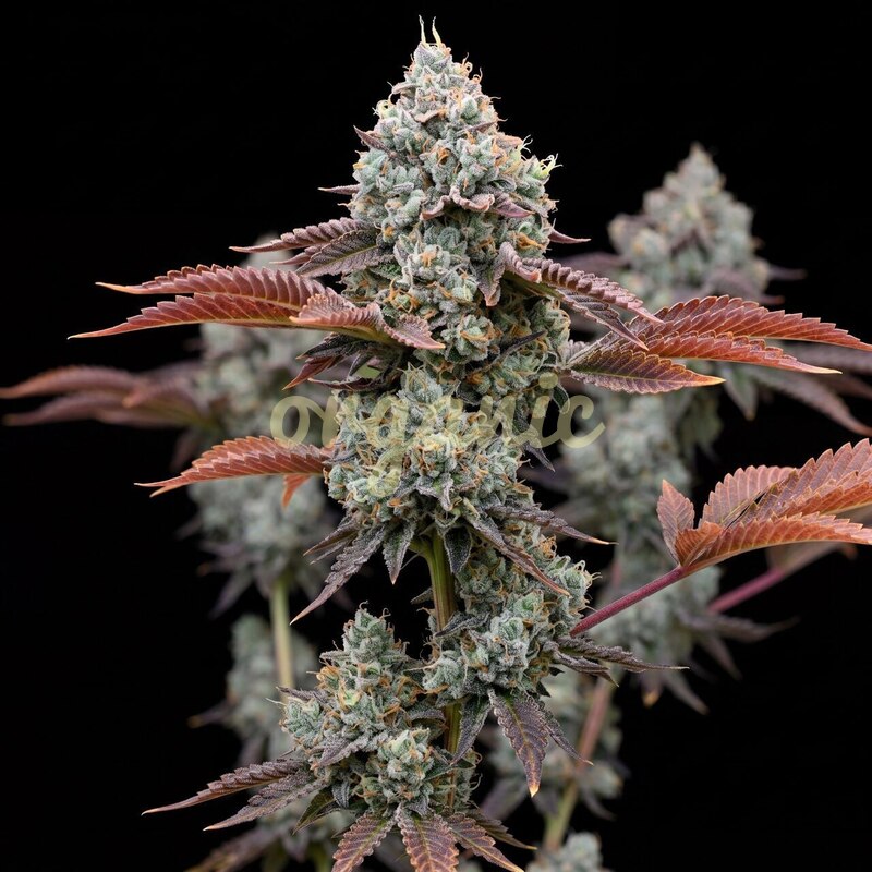 Donny Burger feminized marijuana seeds
