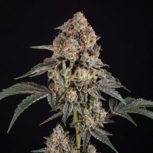 Dosed Chocolate Chips feminized marijuana seeds