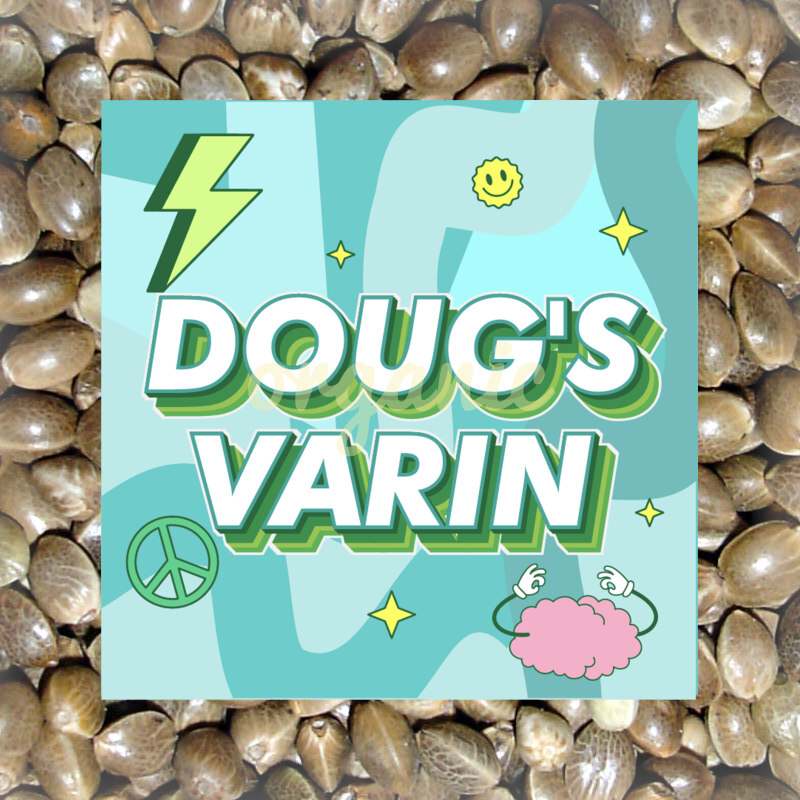 Doug’s Varin feminized marijuana seeds