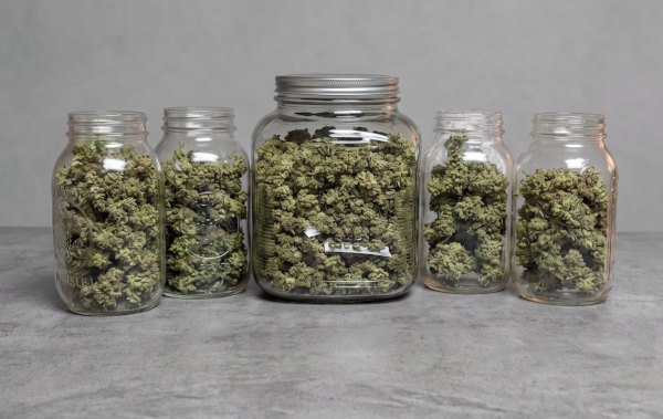 dried cannabis buds in glass jars