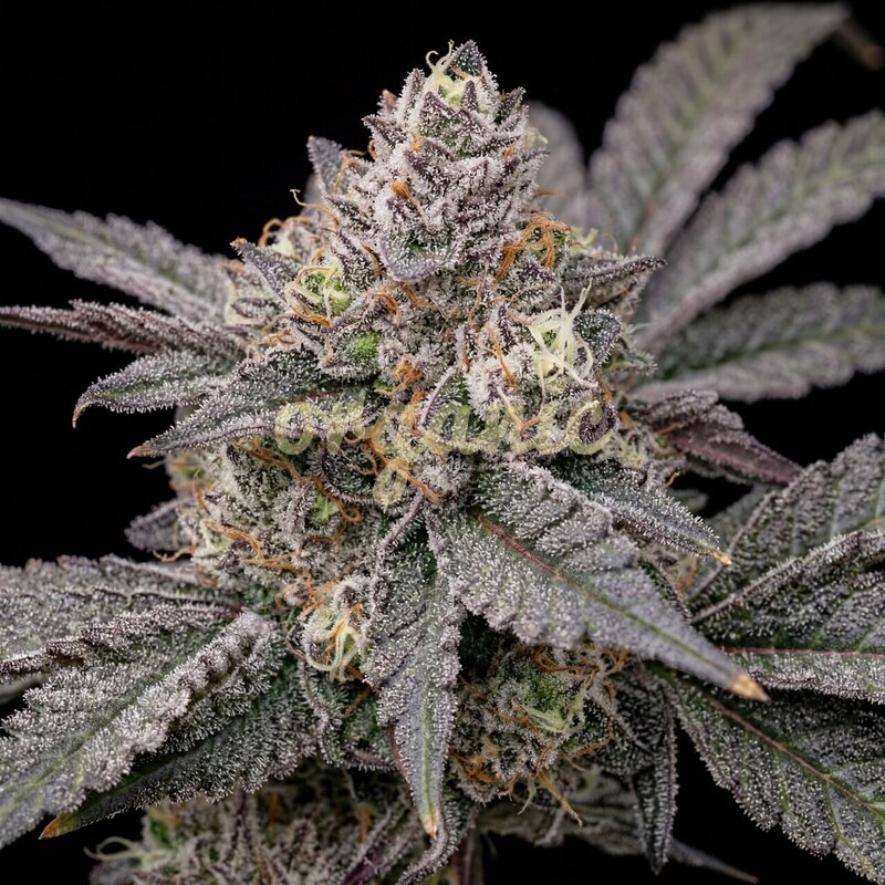 Dulce De Uva feminized marijuana seeds
