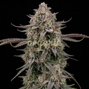 Dynasty feminized marijuana seeds