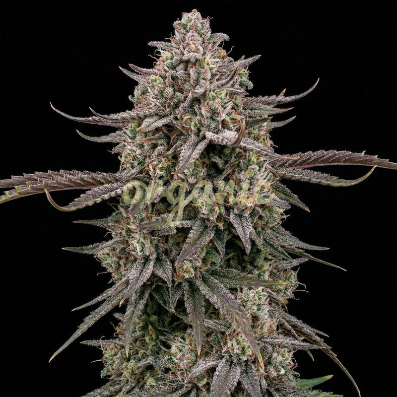 Dynasty feminized marijuana seeds