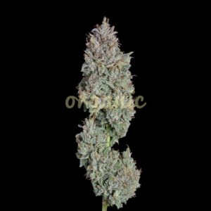 Easy Button autoflower marijuana seeds
