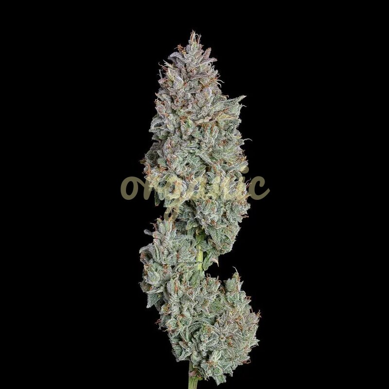 Easy Button autoflower marijuana seeds