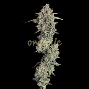 Everglades OG autoflower marijuana seeds