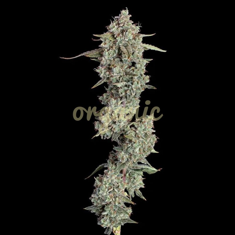 Everglades OG autoflower marijuana seeds