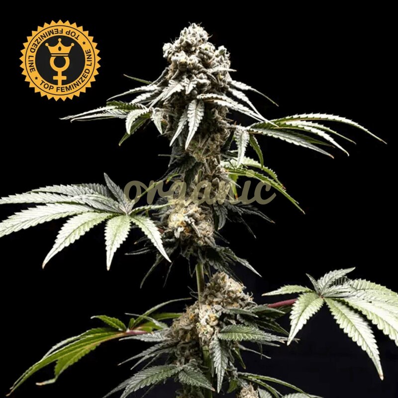 Fizzy Gum feminized marijuana seeds