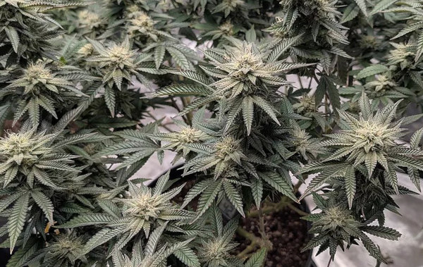 flowering cannabis plants with pistils, indoor grow
