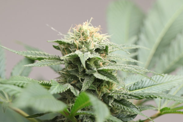 cannabis buds at flowering stage