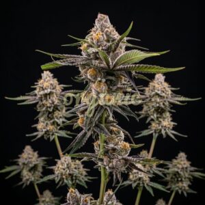 Forbidden Runtz autoflower marijuana seeds