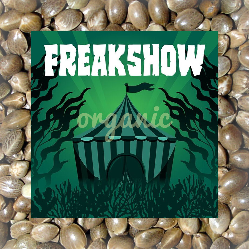 Freakshow feminized marijuana seeds