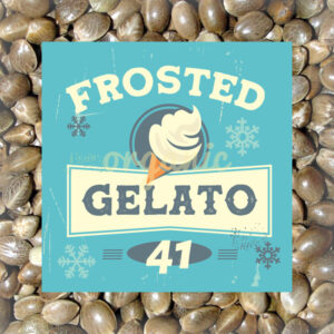 Frosted Gelato 41 feminized marijuana seeds