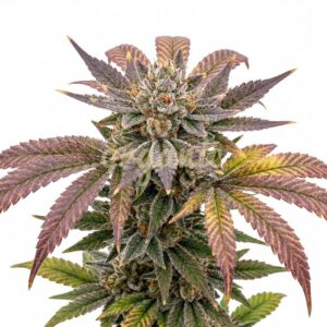 Frozen Punch feminized marijuana seeds
