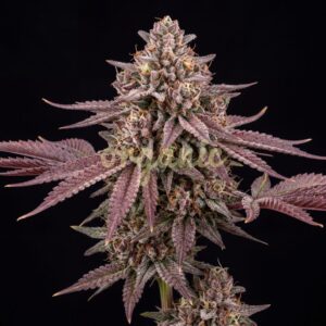 Fruity Pebbles OG (FPOG) feminized marijuana seeds
