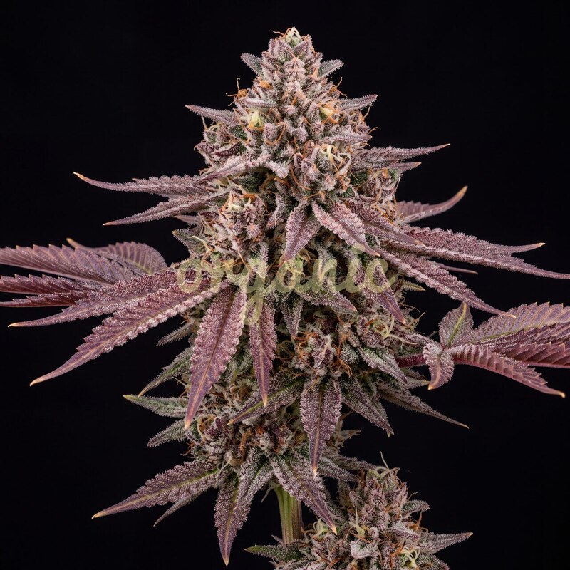 Fruity Pebbles OG (FPOG) feminized marijuana seeds