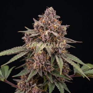 Galactic Runtz feminized marijuana seeds
