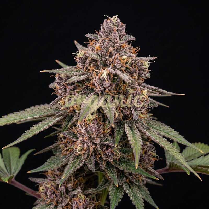 Galactic Runtz feminized marijuana seeds