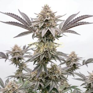Galaxy Gummies autoflower marijuana seeds