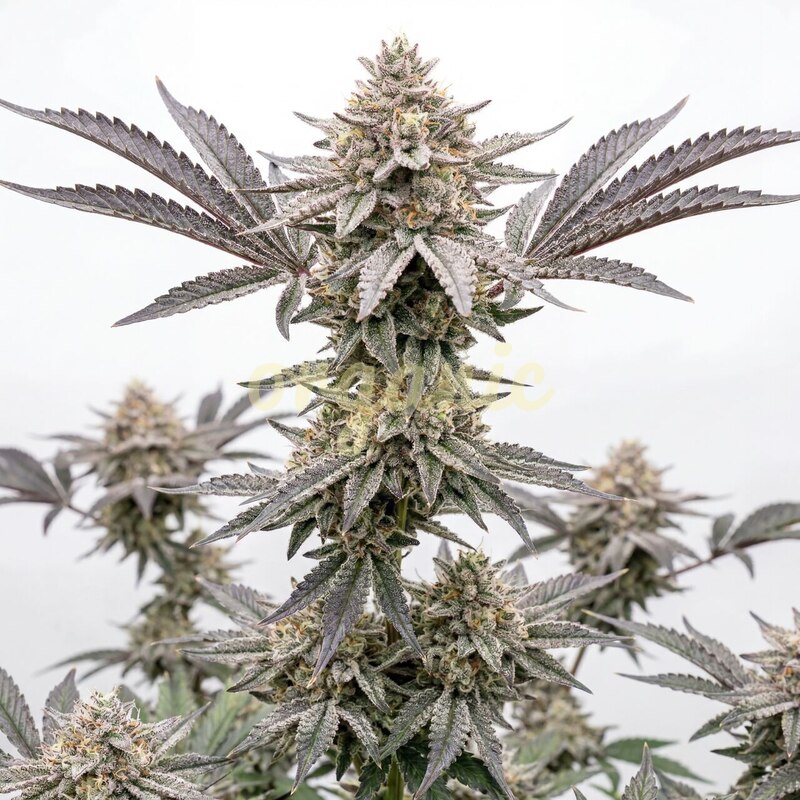 Galaxy Gummies autoflower marijuana seeds