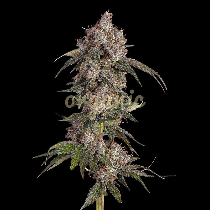Game Over feminized marijuana seeds