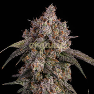 Garlicane feminized marijuana seeds