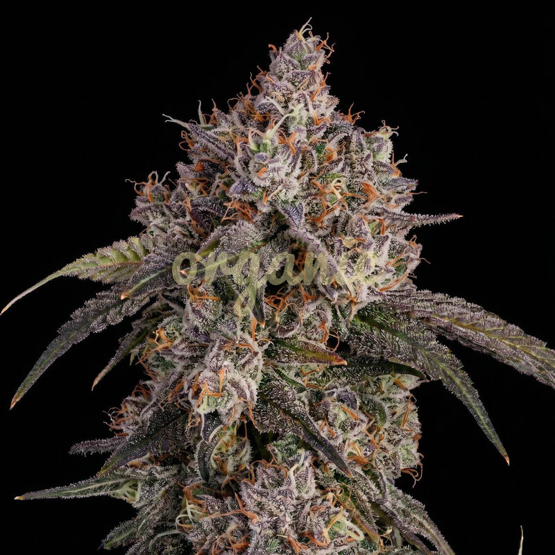 Garlicane feminized marijuana seeds