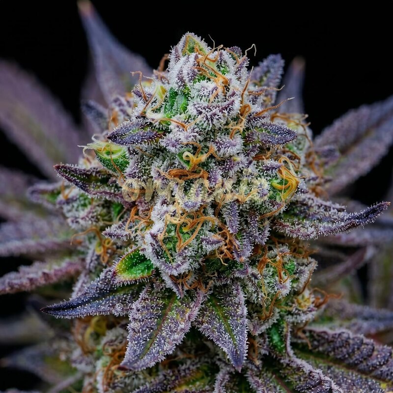GG 4 x Zkittles feminized marijuana seeds