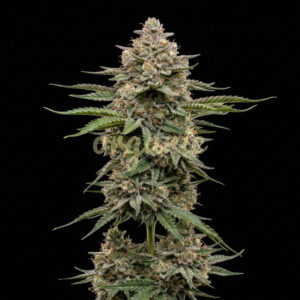 Ghost Train Haze feminized marijuana seeds