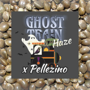 Ghost Train Haze x Pellezino feminized marijuana seeds