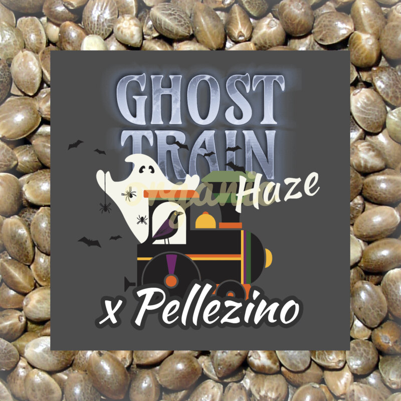 Ghost Train Haze x Pellezino feminized marijuana seeds