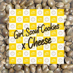 Girl Scout Cookies x Cheese feminized marijuana seeds
