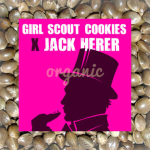 Girl Scout Cookies x Jack Herer feminized marijuana seeds