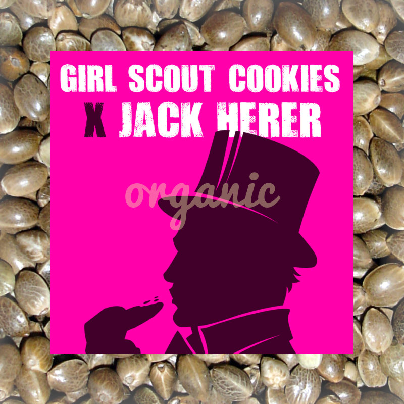 Girl Scout Cookies x Jack Herer feminized marijuana seeds
