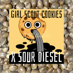 Girl Scout Cookies x Sour Diesel feminized marijuana seeds