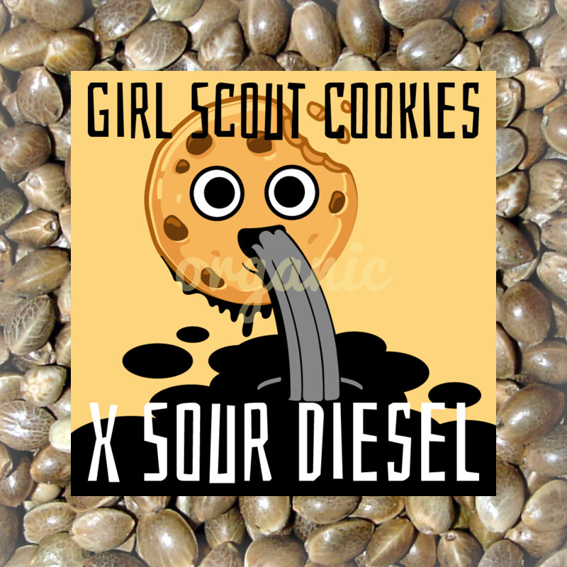 Girl Scout Cookies x Sour Diesel feminized marijuana seeds