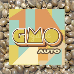 GMO autoflower marijuana seeds