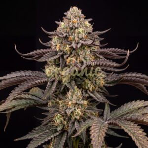 GMO feminized marijuana seeds