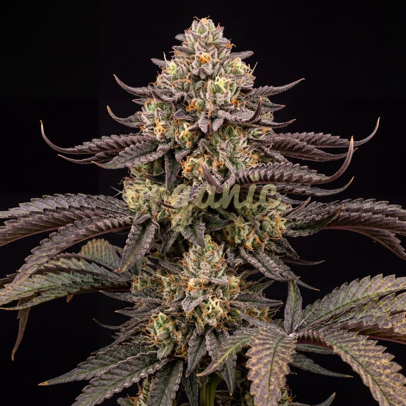 GMO feminized marijuana seeds