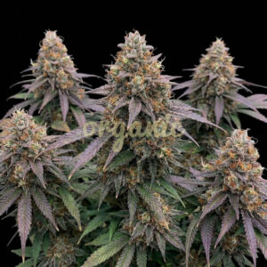 Godfather OG autoflower marijuana seeds