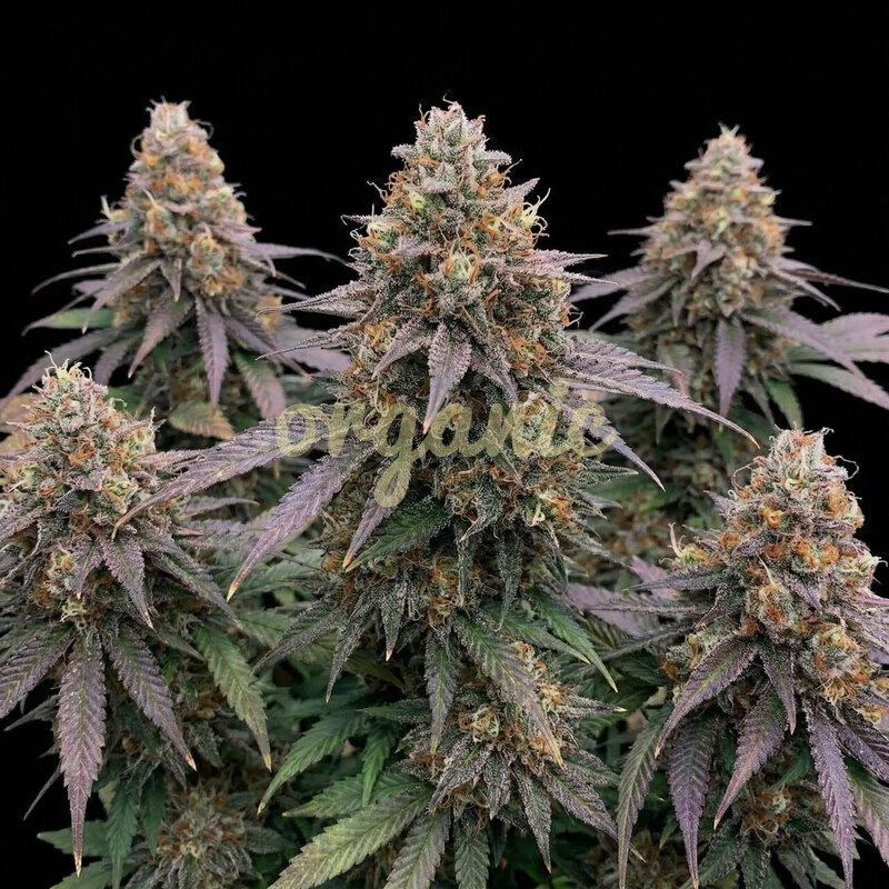 Godfather OG autoflower marijuana seeds