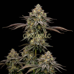 Godfather OG feminized marijuana seeds