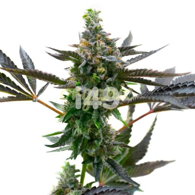 Grandaddy Bruce regular marijuana seeds