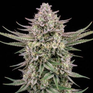 Grandaddy Glue autoflower marijuana seeds
