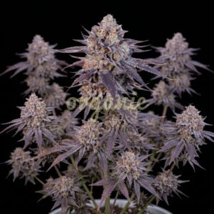 Granddaddy Purple autoflower marijuana seeds