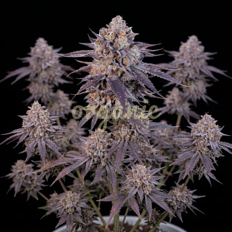Granddaddy Purple autoflower marijuana seeds