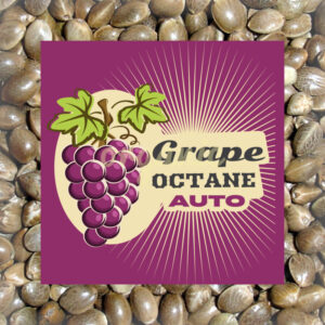Grape Octane autoflower marijuana seeds
