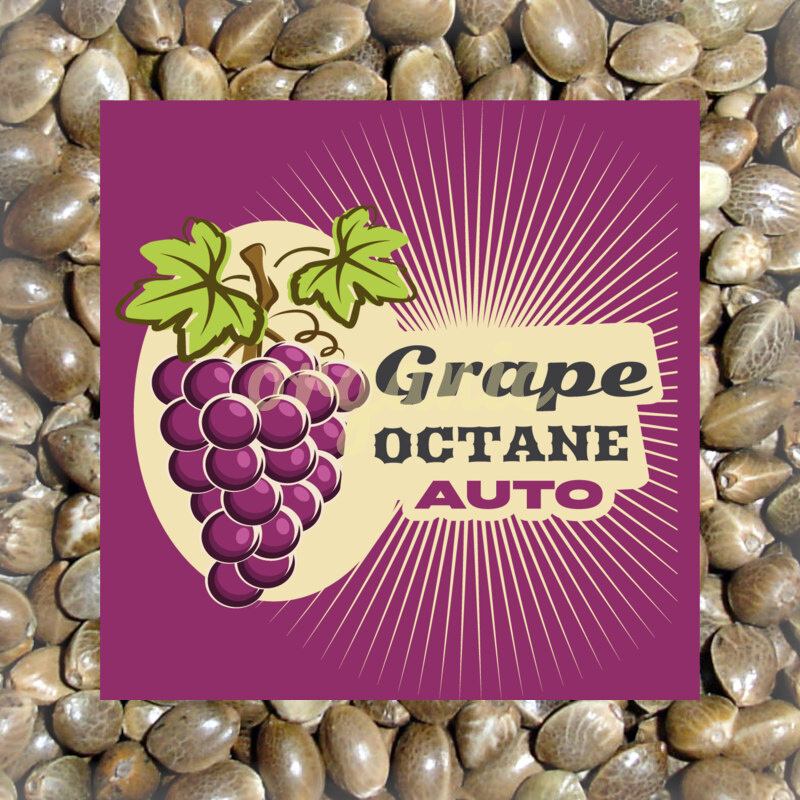 Grape Octane autoflower marijuana seeds