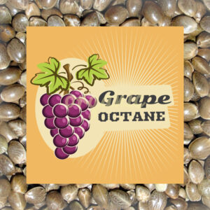 Grape Octane feminized marijuana seeds